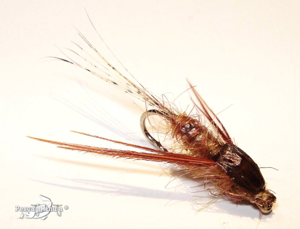 ninfa de betido faisan