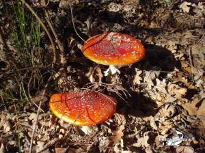 Coto de Miraflores de la Sierra nov 2011 (4)