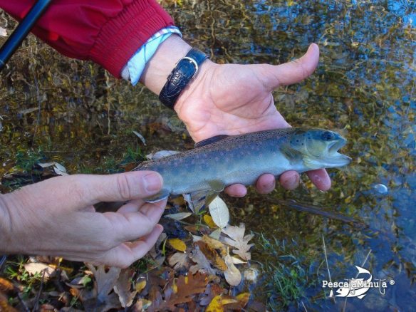 Coto de Miraflores de la Sierra nov 2011 (9)