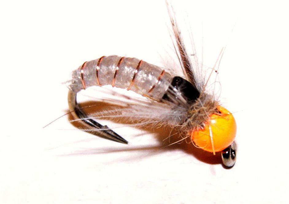 Ninfa tricóptero cabeza naranja