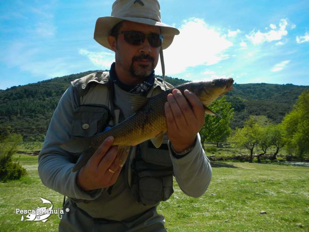 Barbos a mosca en el Guadiana (9)