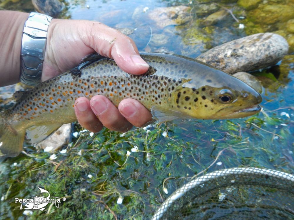 Alameda del valle julio 2012 (1)