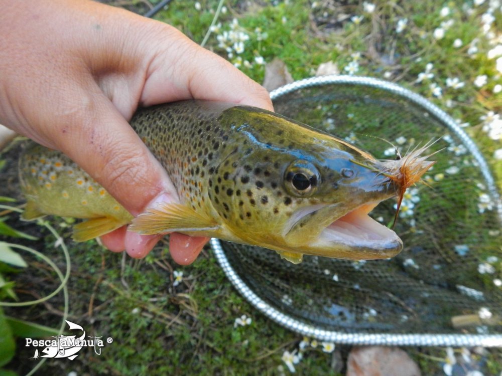 Alameda del valle julio 2012 (2)