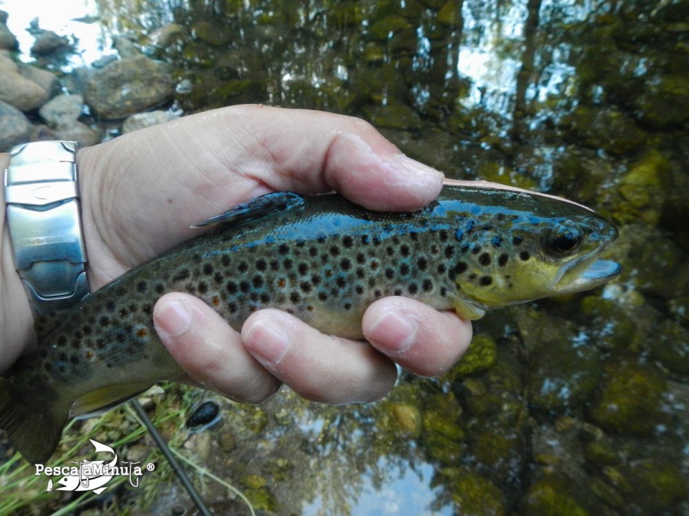 Alameda del valle julio 2012 (4)