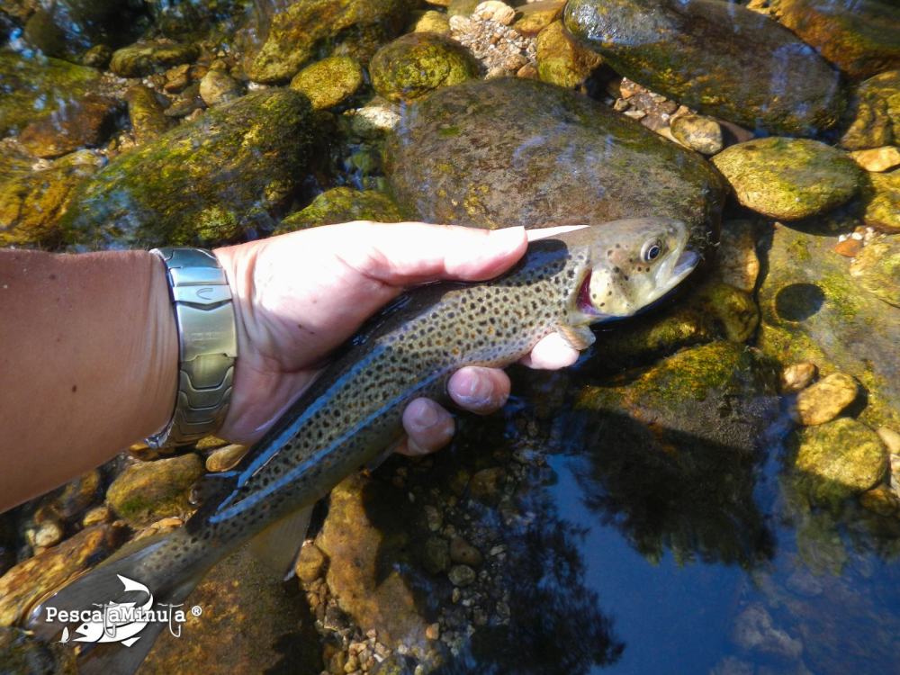 Alameda del valle julio 2012 (5)