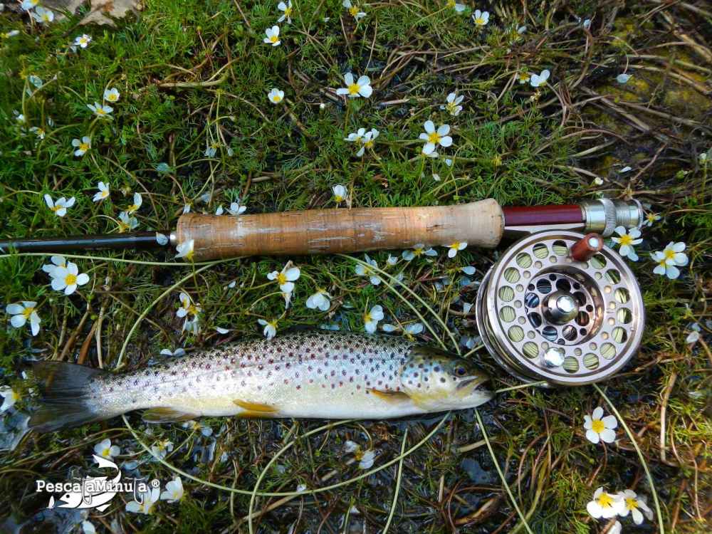 Alameda del valle julio 2012 (9)