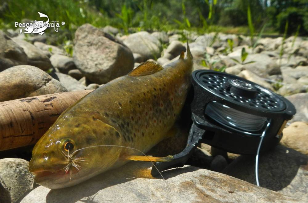 El Condado II rio Porma 14 junio 2012 (16)