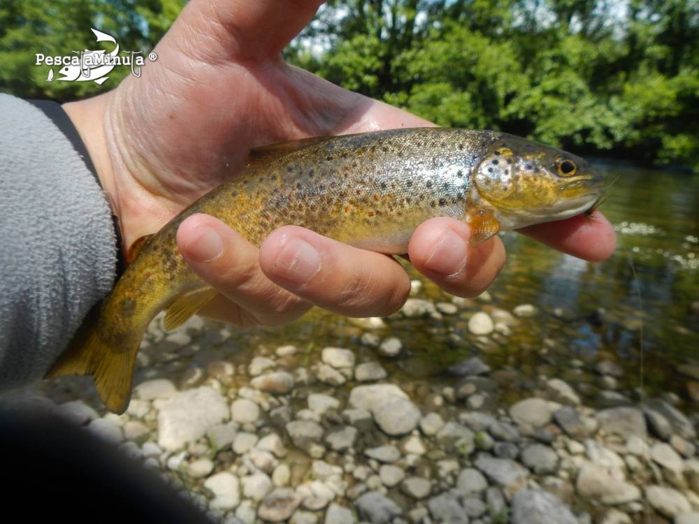 El Condado II rio Porma 14 junio 2012 (5)