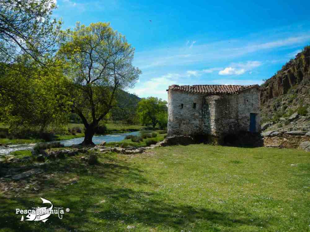 Barbos a mosca en el Guadiana (10)