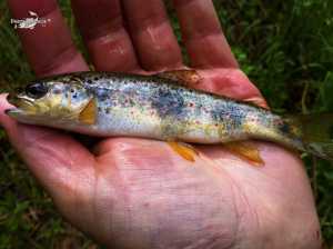 Aragosa mayo 2013 (1)