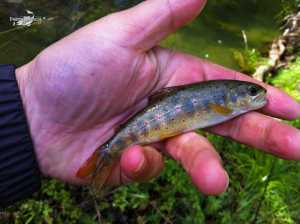 Aragosa mayo 2013 (2)