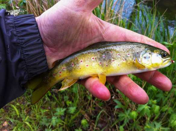Aragosa mayo 2013 (4)