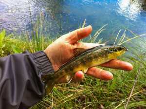 Aragosa mayo 2013 (6)