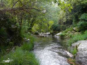 Rio Pelayos y Arbillas 15-05-2013 (1)