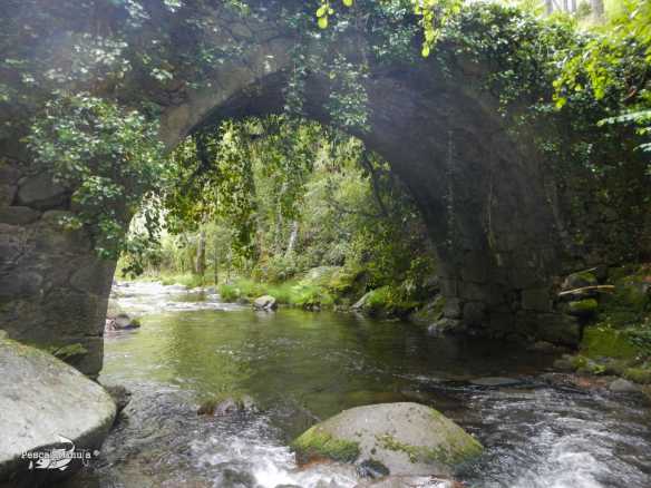 Rio Pelayos y Arbillas 15-05-2013 (2)