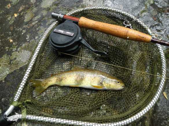 Rio Pelayos y Arbillas 15-05-2013 (4)