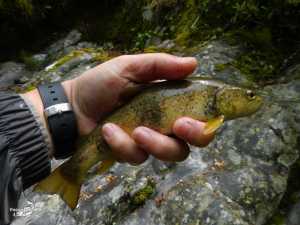 Rio Pelayos y Arbillas 15-05-2013 (5)