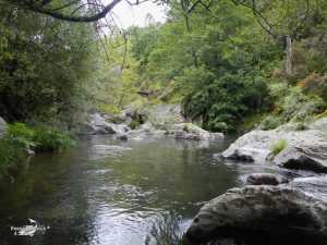 Rio Pelayos y Arbillas 15-05-2013 (6)