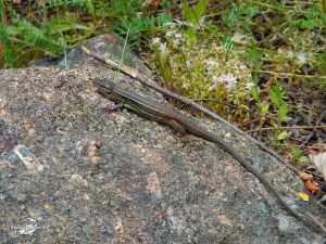 Rio Pelayos y Arbillas 15-05-2013 (7)