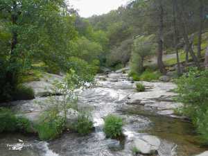 Rio Pelayos y Arbillas 15-05-2013 (8)