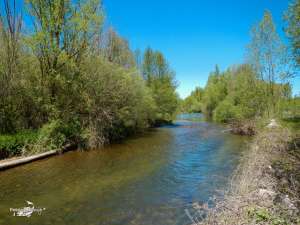 Cerezales mayo 2013 (1)