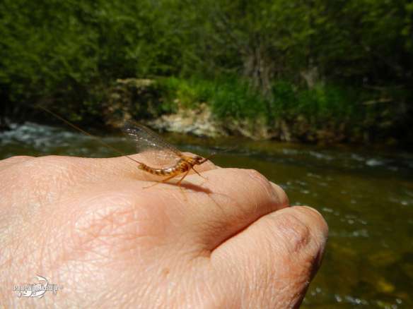 Cerezales mayo 2013 (2)