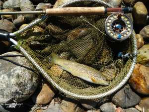 Cerezales mayo 2013 (6)