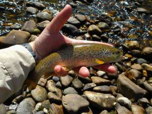 Cerezales mayo 2013 (7)