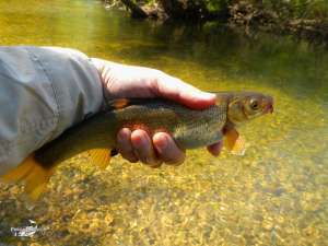 Cerezales mayo 2013 (8)