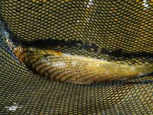 El Condado II 2013 (7)