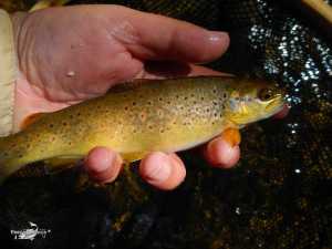 El Condado II 2013 (8)