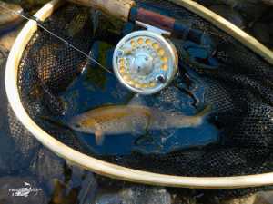 El Condado II 2013 (9)