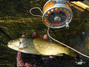 Galisancho junio 2013 (10)