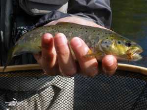 Galisancho junio 2013 (14)