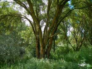 Galisancho junio 2013 (2)