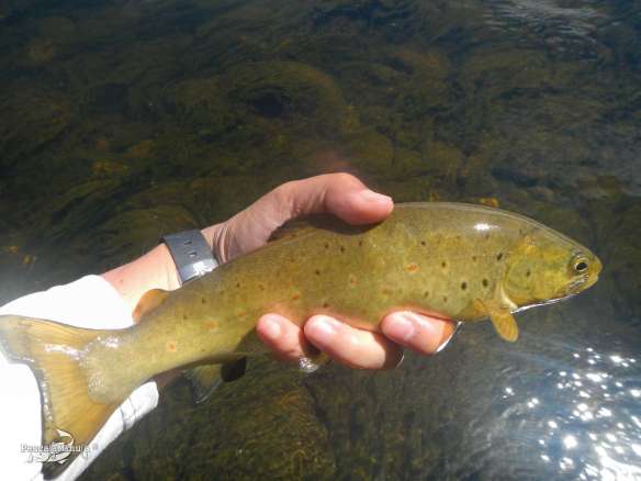 El Chorron junio 2013 (2)