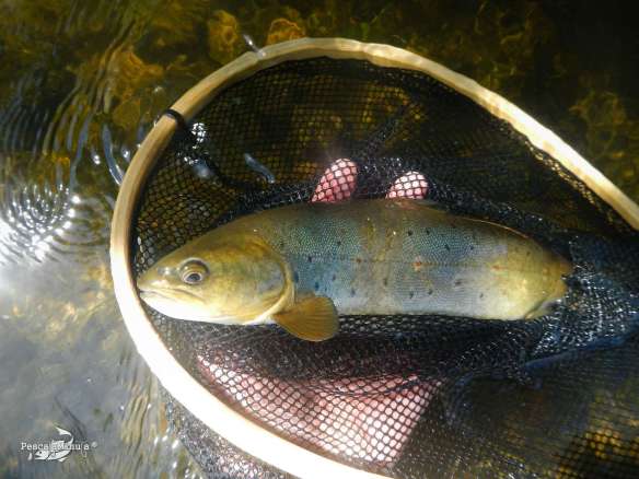 El Chorron junio 2013 (3)