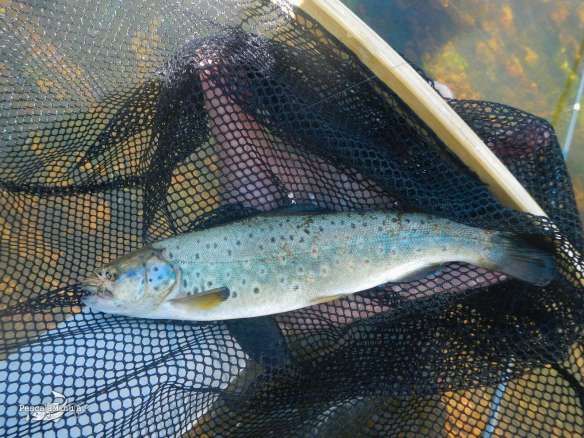 El Chorron junio 2013 (4)