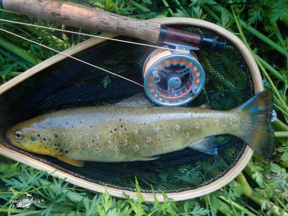 El Chorron junio 2013 (5)