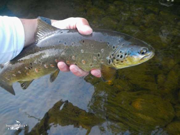 El Chorron junio 2013 (6)