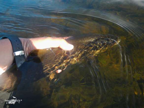 El Chorron junio 2013 (9)