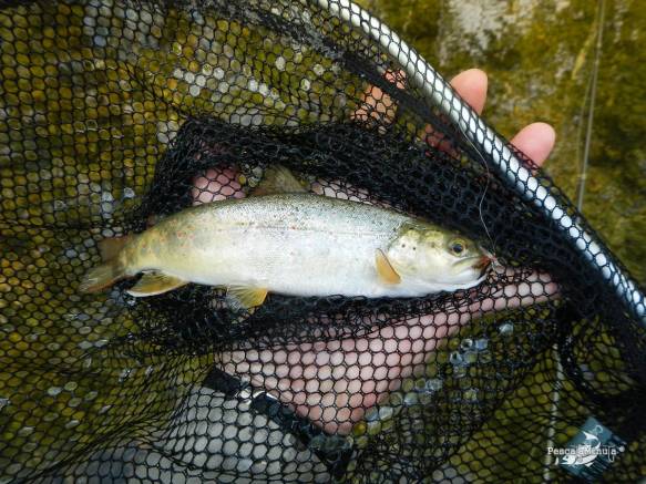 Cristinas río Cabriel 24-5-14 (1)