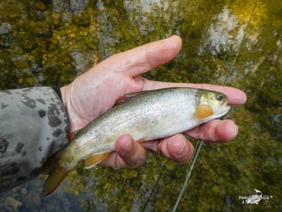 Cristinas río Cabriel 24-5-14 (2)