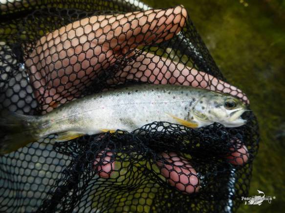 Cristinas río Cabriel 24-5-14 (4)