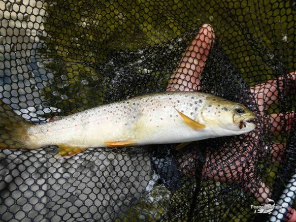 Cristinas río Cabriel 24-5-14 (5)