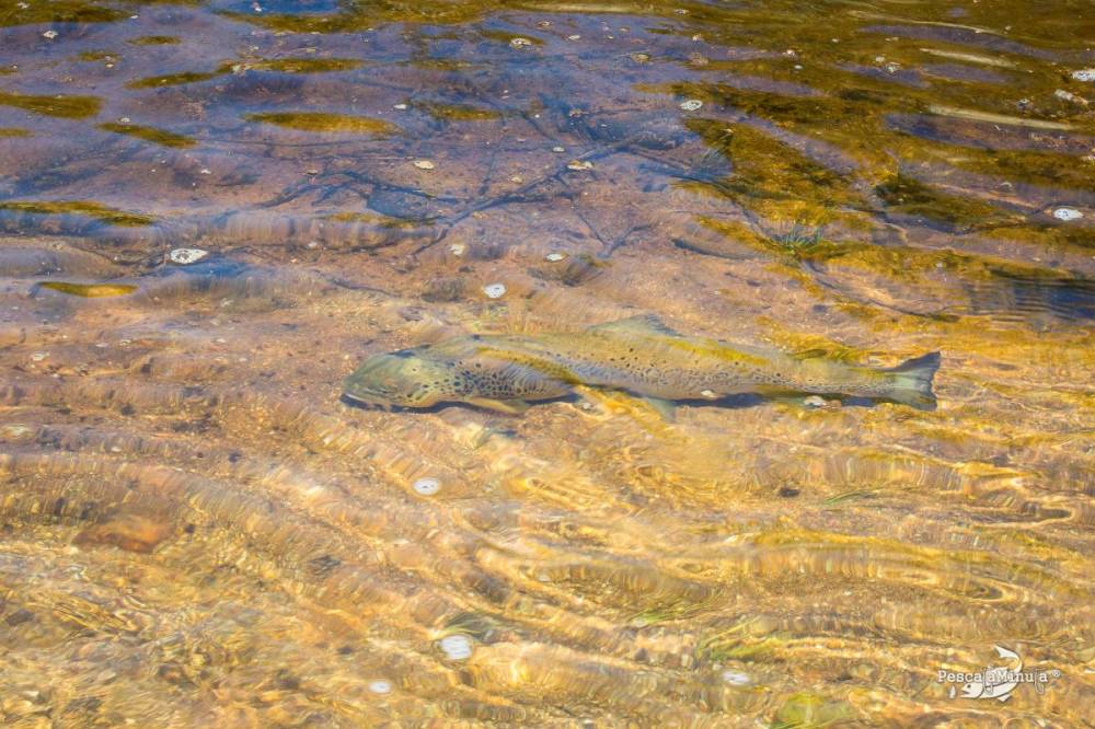 EDS Tera junio 2014 (4)