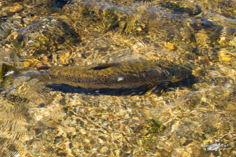 EDS Tera junio 2014 (5)