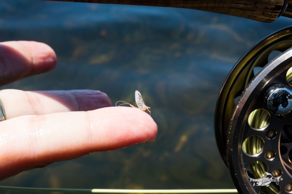 EDS Tera junio 2014 (6)