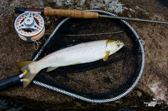 Narcea_jul-2014 (21)