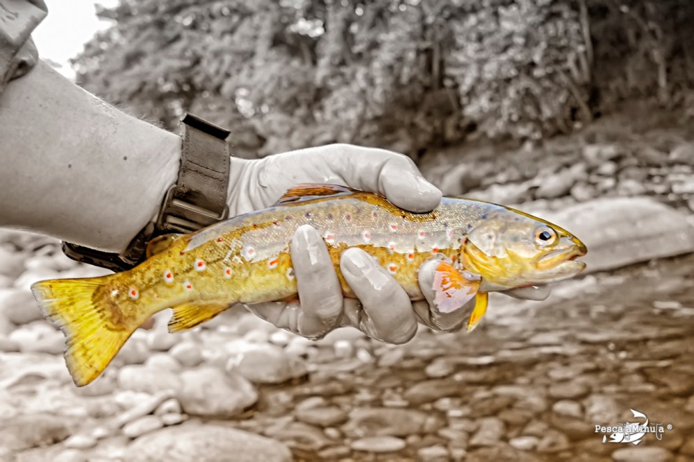 Brown trout river Tormes